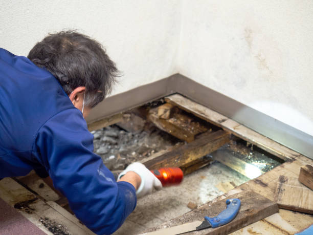 Best Certified Mold Removal  in Fircrest, WA