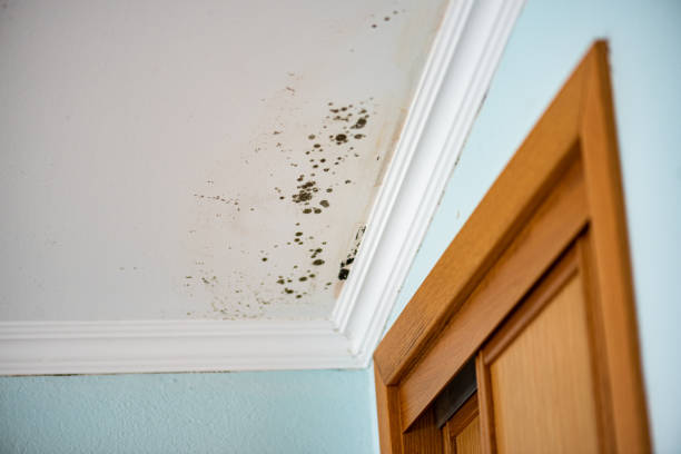 Best Attic Mold Removal  in Fircrest, WA