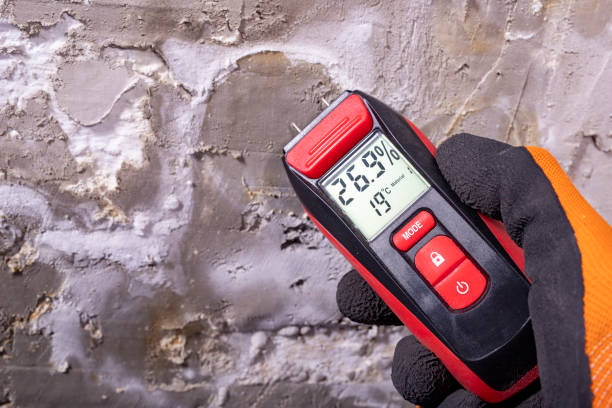 Best Professional Mold Removal  in Fircrest, WA