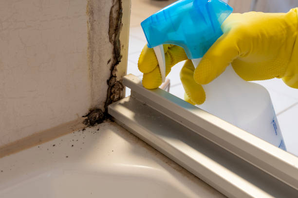 Best Mold Testing  in Fircrest, WA