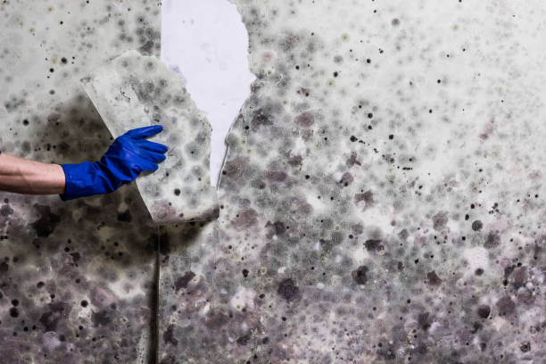 Attic Mold Removal in Fircrest, WA