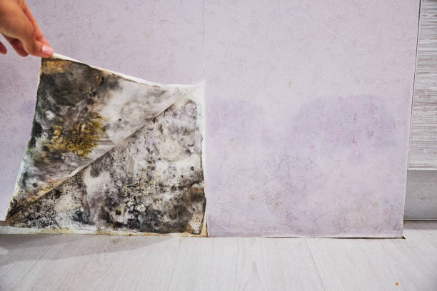 Best Residential Mold Removal  in Fircrest, WA